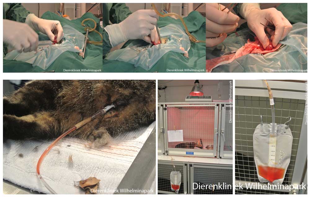 Een kat met een blaasruptuur moet worden geopereerd